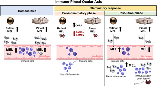 Immune-pineal-ocular axis